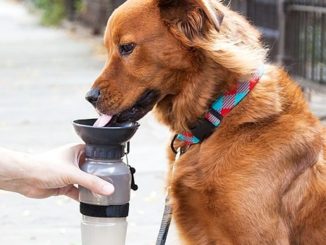 Dog Bowl Water Bottle