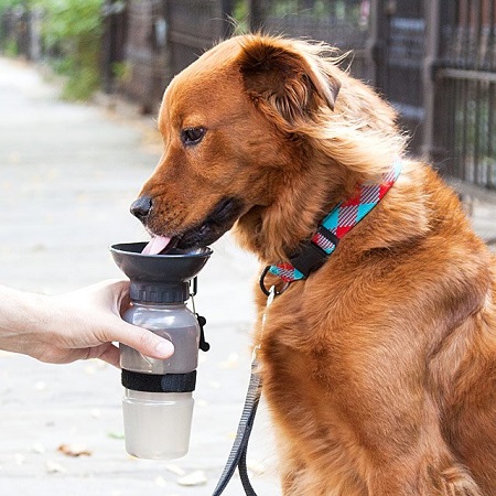 Dog Bowl Water Bottle