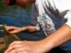 Helping The Smalltooth Sawfish