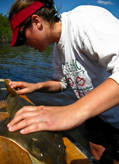 Helping The Smalltooth Sawfish