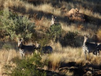 The Benefits Of Conservation Hunting And Venison In Namibia 1