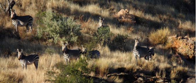 The Benefits Of Conservation Hunting And Venison In Namibia 1