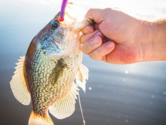 Top Three Crappie Baits