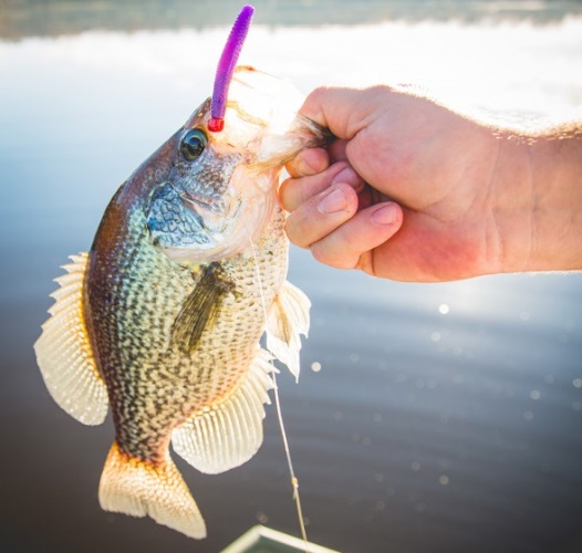 Top Three Crappie Baits  OutDoors Unlimited Media and Magazine
