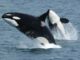 Washington State's Killer Whale Task Force Update