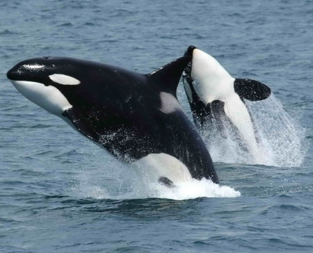 Washington State's Killer Whale Task Force Update