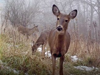 Whitetails Unlimited Contributes to Access Ability Wisconsin