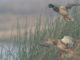5 Major Tips for Duck Hunting in The Rain That Every Hunter Should Follow