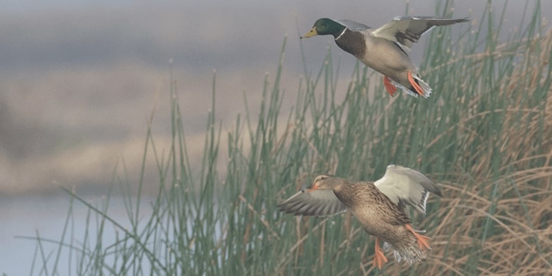 5 Major Tips for Duck Hunting in The Rain That Every Hunter Should Follow