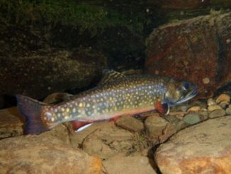 New model identifies Eastern U.S. stream sections holding wild brook trout
