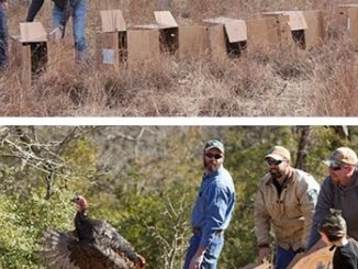 North Carolina Turkey Trap and Release Efforts Will Boost Texas Turkey Populations