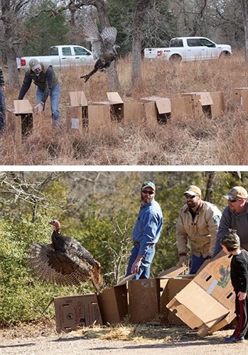 North Carolina Turkey Trap and Release Efforts Will Boost Texas Turkey Populations