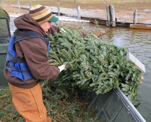 Put Christmas Trees to Good Use By Recycling as Fishing Reefs
