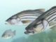 Shutdown stalling striped bass management decisions