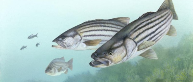 Shutdown stalling striped bass management decisions