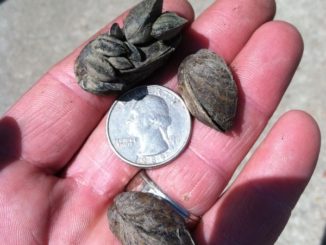 110 Kansas Lakes Test Negative for Zebra Mussels