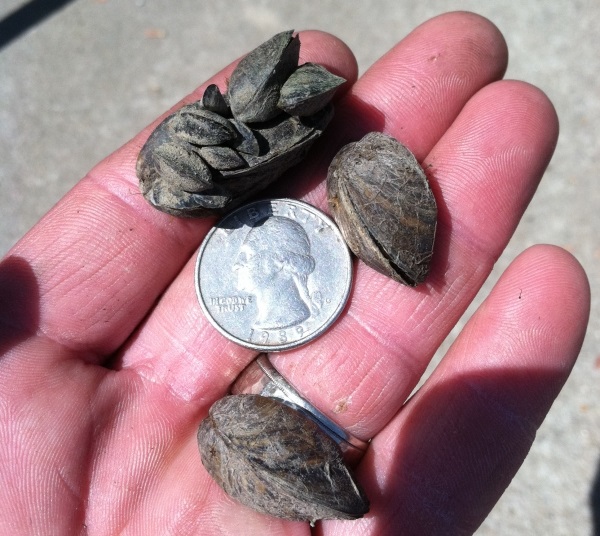 110 Kansas Lakes Test Negative for Zebra Mussels