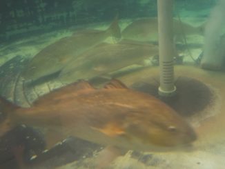 CCA Florida Begins Release of 10,000+ Redfish in SW FL Waters