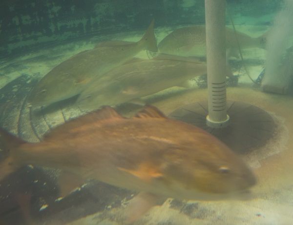 CCA Florida Begins Release of 10,000+ Redfish in SW FL Waters