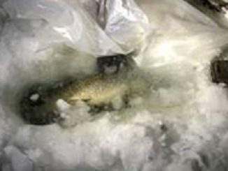 Cheating Ice Angler Thwarted By DEC Officers
