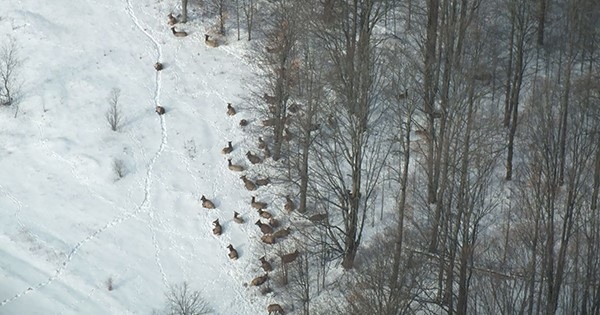 Michigan Elk Update