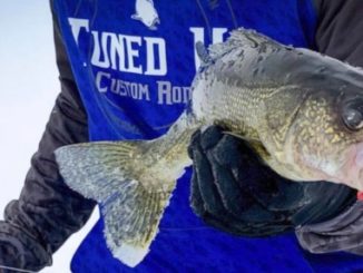 Mille Lacs Lake Walleye