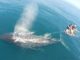 New Online Training for Boaters who Encounter Entangled Whales