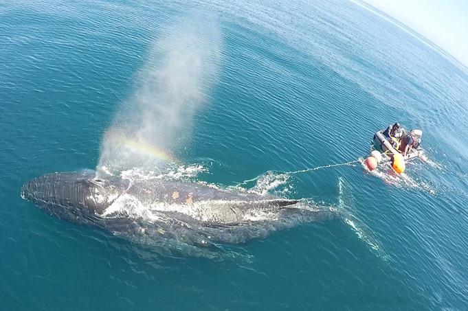 New Online Training for Boaters who Encounter Entangled Whales