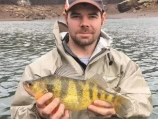 New West Virginia Record Yellow Perch