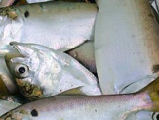 Science, Not Politics, Should Guide Management of Menhaden