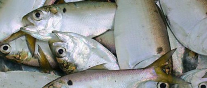 Science, Not Politics, Should Guide Management of Menhaden