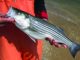 Search the Bay Journal site- Striped bass population in trouble, new study finds