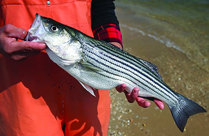 Search the Bay Journal site- Striped bass population in trouble, new study finds