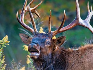 Tennessee to Hold Elk Program Workshop