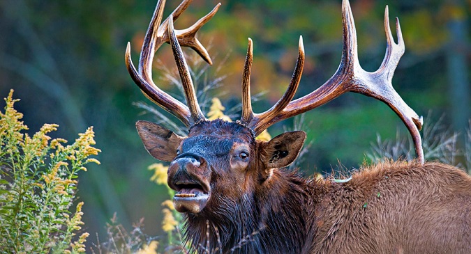 Tennessee to Hold Elk Program Workshop