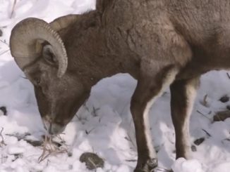 Wild Sheep Foundation News