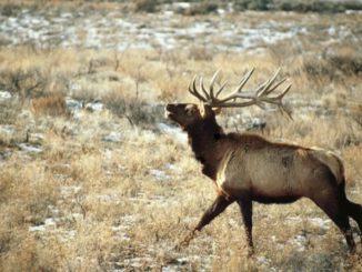 $310K in RMEF Grants to Enhance Washington Elk Habitat