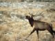 $310K in RMEF Grants to Enhance Washington Elk Habitat