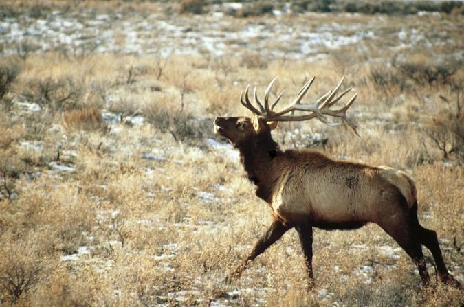 $310K in RMEF Grants to Enhance Washington Elk Habitat