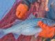 ASMFC expected to set stricter regs for harvesting striped bass