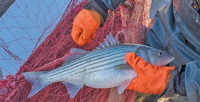 ASMFC expected to set stricter regs for harvesting striped bass