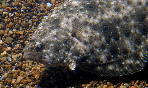 Flounder