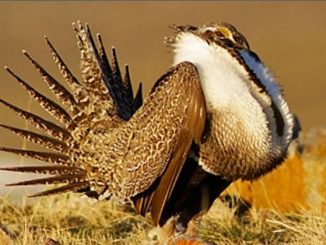 BHA Pans Administration Plan for Sage Grouse Management