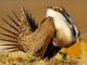 BHA Pans Administration Plan for Sage Grouse Management