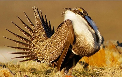 BHA Pans Administration Plan for Sage Grouse Management