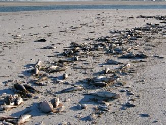 Florida- Red Tide Continues To Vanish From State Beaches