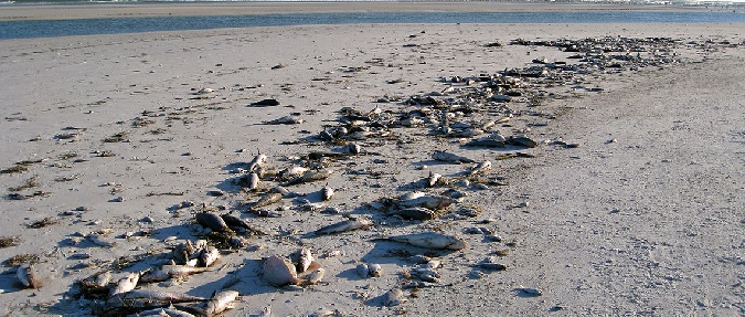 Florida- Red Tide Continues To Vanish From State Beaches