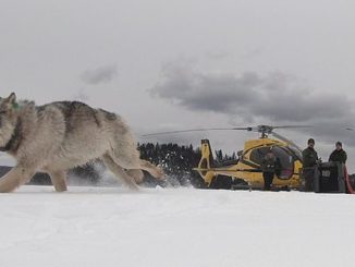 Moose Population In Remote Location Now Being Control By Wolves