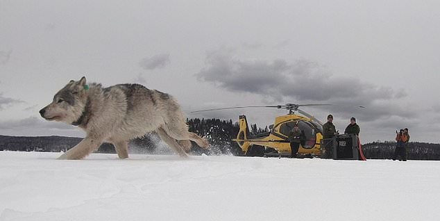 Moose Population In Remote Location Now Being Control By Wolves