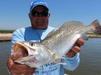 Speckled Trout Numbers Down In Louisiana